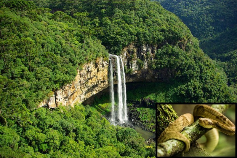 1. Кеймада-Гранди (Змеиный остров), Бразилия туризм, экстремальный туризм, экстрим