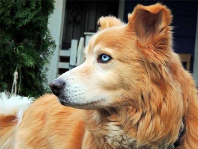 10 гибридов собак, полученных в результате сумасшедших скрещиваний животные, скрещивание, собака