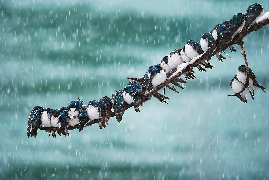 4. Ласточки под весенним снегом птицы, фото