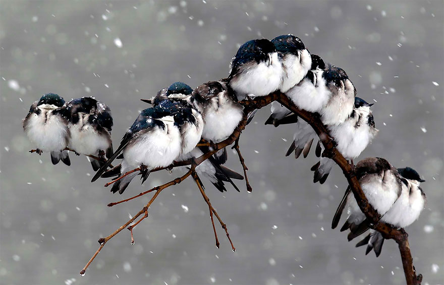 9. Снежно и зябко птицы, фото
