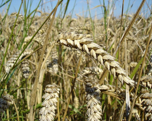 Пророщенная пшеница здоровье, факты