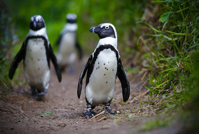 Заблудились. Африканские пингвины в Южной Африке. животные, фото