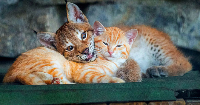 Приёмная мать. В Новосибирском зоопарке кошка стала приёмной матерью для маленького рысенка, который намного больше нее самой. животные, фото