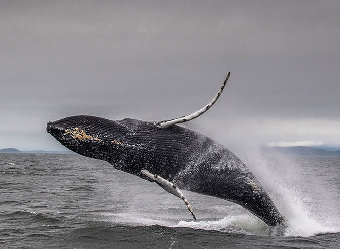 Игривый горбатый кит на Аляске. животные, фото