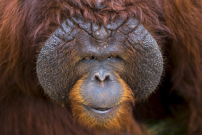 Пристальный взгляд. Орангутанг в зоопарке. (Фото Athit Perawongmetha): животные, фото