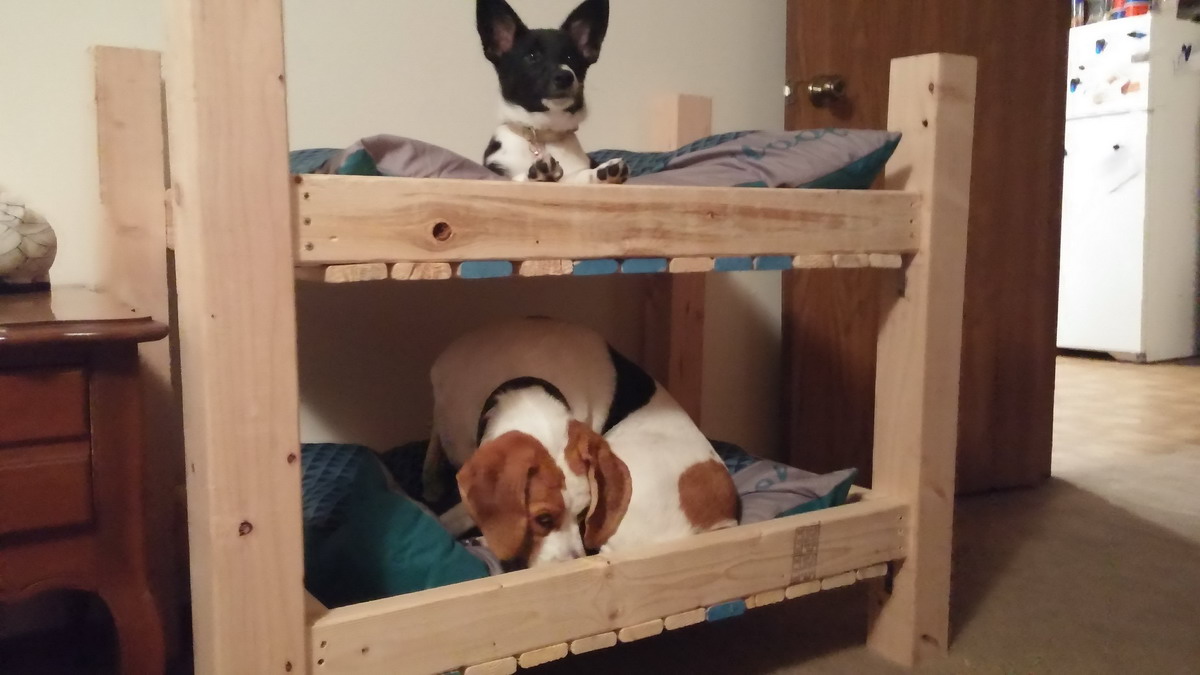 Двухэтажная кровать для собак животные, кадр, люди, фото, фотоподборка