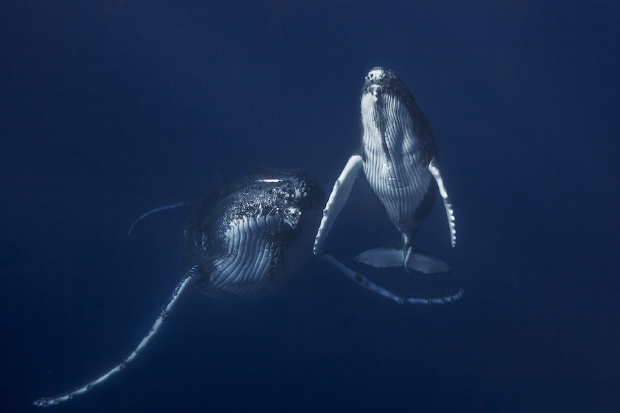 2013 год вода, кит, съёмка, фотоистория
