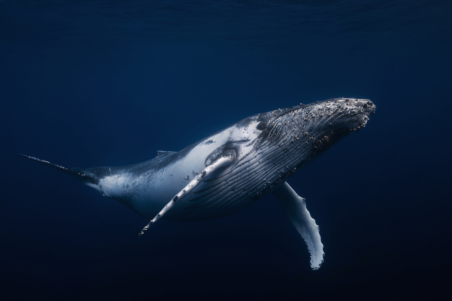 Удивительная фотоистория съёмки китов от подводного фотографа Габи Баратью вода, кит, съёмка, фотоистория