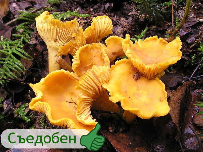 Личички гриб, грибы