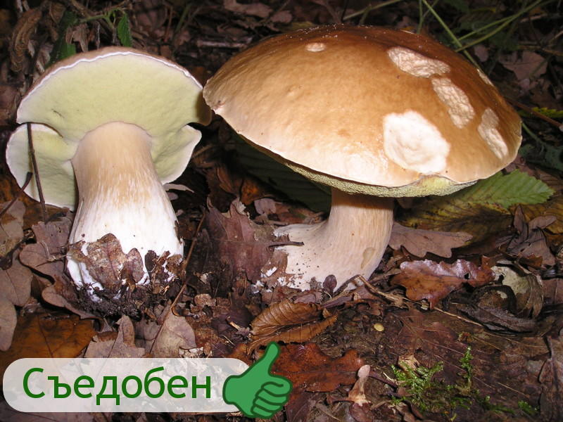 Белый гриб гриб, грибы