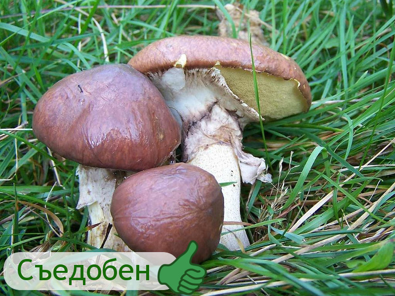 Маслята гриб, грибы