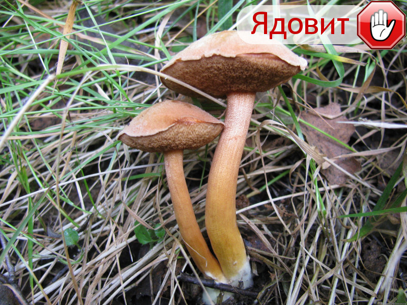 Маслята гриб, грибы