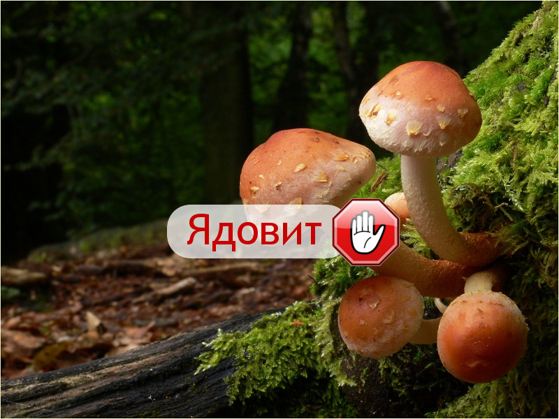 Как не спутать съедобные грибы с ядовитыми? гриб, грибы