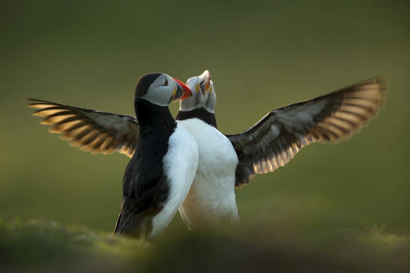 Победители британского конкурса фотографий дикой природы животные, природа, фотографии