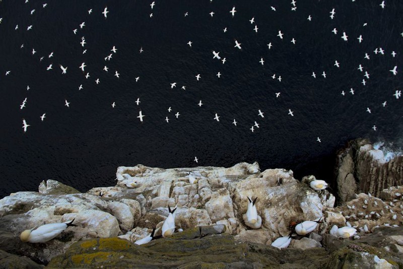 Победители британского конкурса фотографий дикой природы животные, природа, фотографии