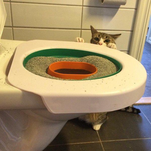 Туалет для кота животные, кадр, люди, фото, фотоподборка