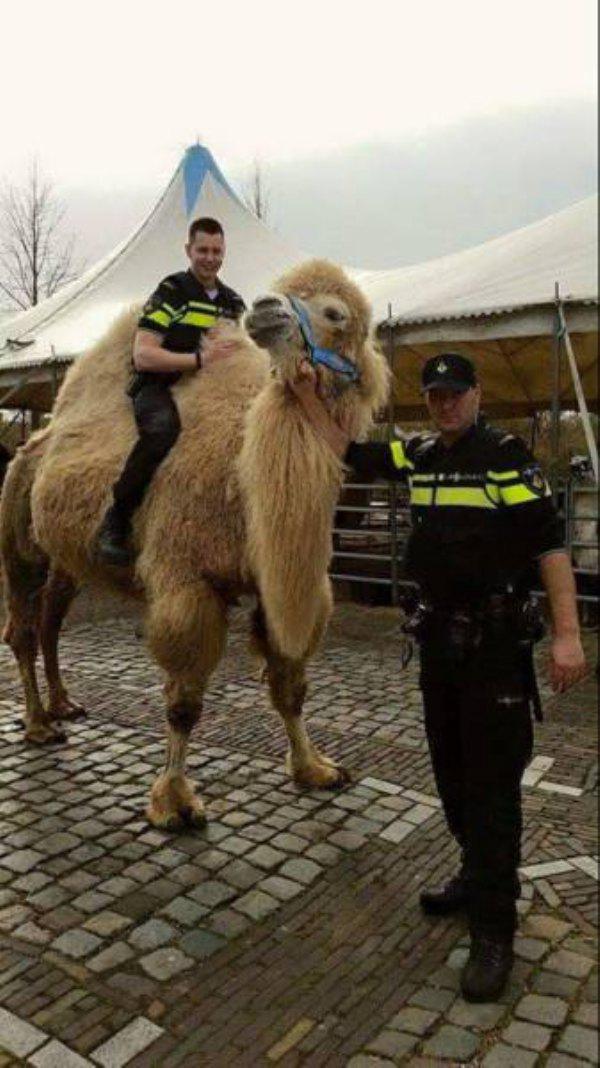 Полиция на верблюде животные, кадр, люди, фото, фотоподборка