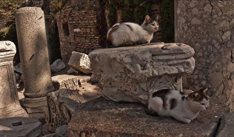 5. Эфес, Турция достопримечательност, кот, мир