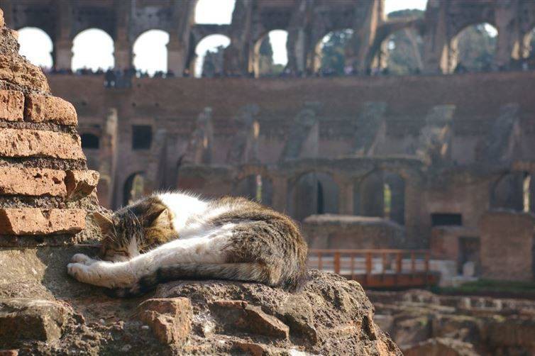 2. Колизей, Рим достопримечательност, кот, мир