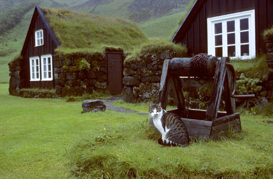 12. Музей в Исландии достопримечательност, кот, мир