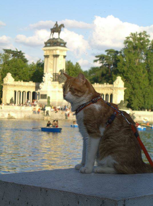 3. Парк Буэн-Ретиро, Мадрид достопримечательност, кот, мир