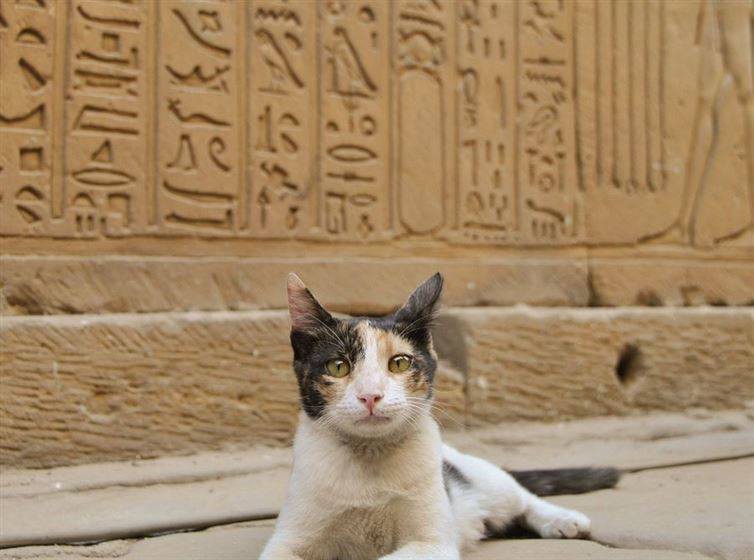 20. Стена иероглифов, Египет достопримечательност, кот, мир