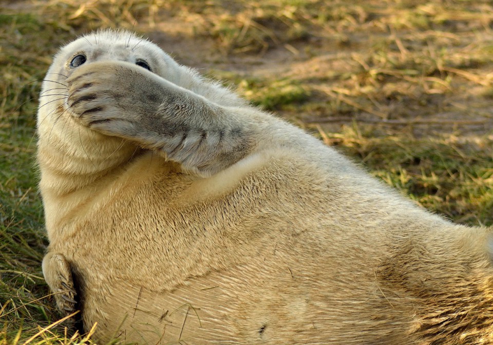 1. Смешливый тюлень. (Фото Jason Riley | Comedy Wildlife Photography Awards) Comedy Wildlife Photography Awards, животные, фотоконкурс