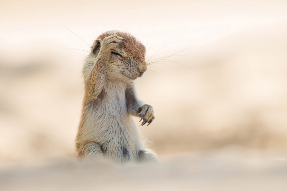 7.    ? ( Yuzuru Masuda | Comedy Wildlife Photography Awards) Comedy Wildlife Photography Awards, , 