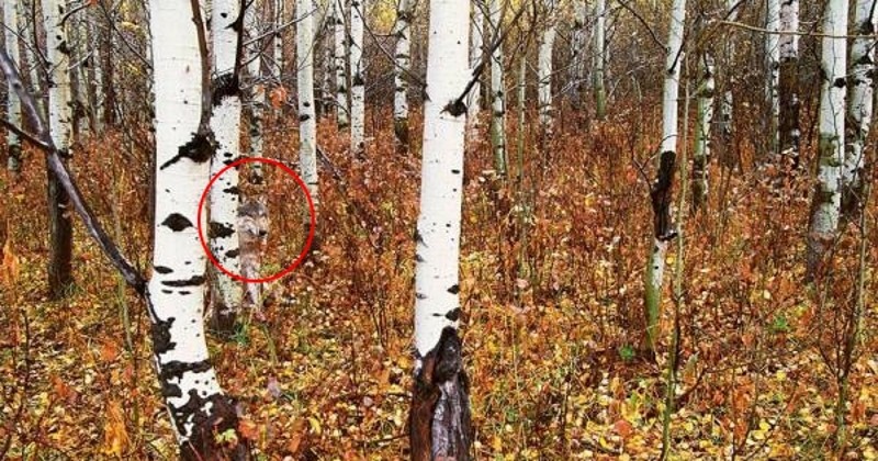 То, что ученые обнаружили в чернобыльском лесу, шокировало весь мир! животные, находка, чернобыль