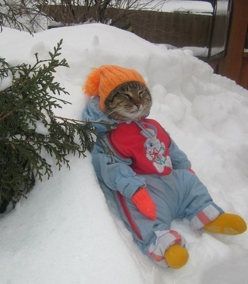 25. Идиотский костюм. Идиотский снег. Идиотский день. животные, коты, милота, юмор