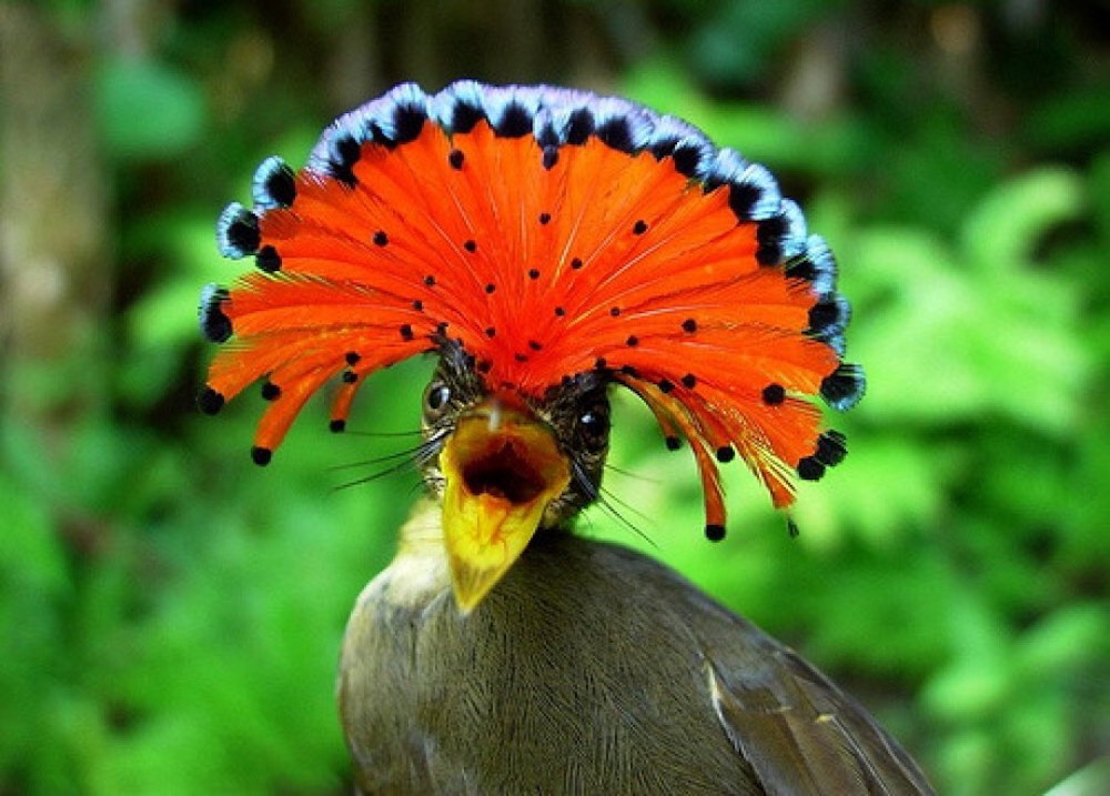 1. Амазонская королевская мухоловка. животные, неизвестные животные, природа