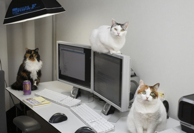 Японская фирма разрешила сотрудникам приносить на работу своих кошек! животные, коты, работа, япония