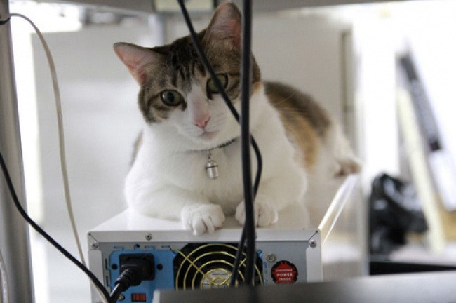 Японская фирма разрешила сотрудникам приносить на работу своих кошек! животные, коты, работа, япония