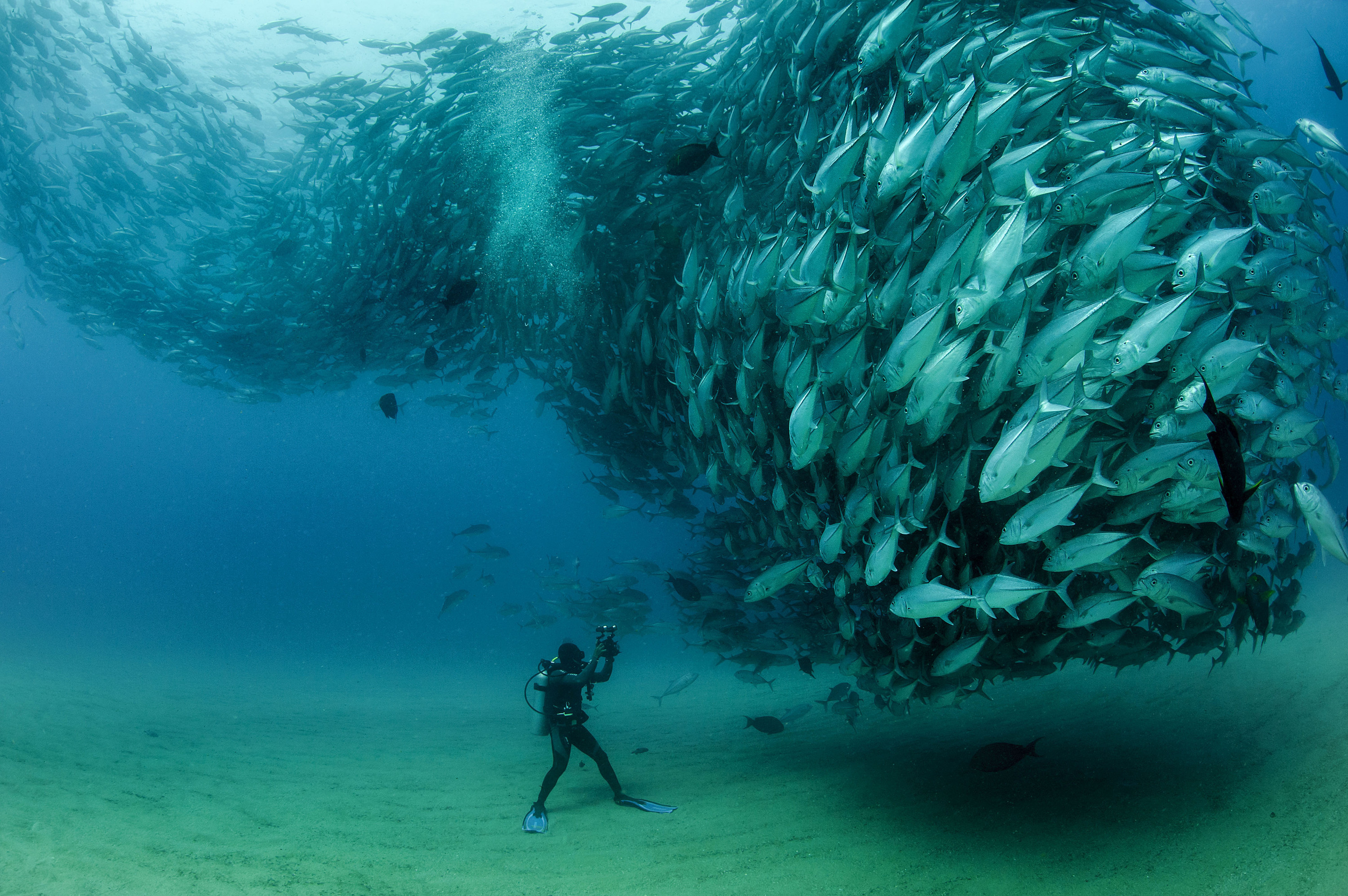 Косяк рыб и отважный дайвер Октавио Абурто в мире, кадр, фотограф