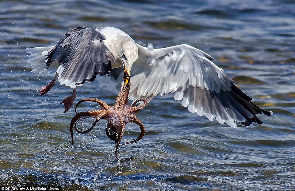 Голодная чайка атакует осьминога в мире, кадр, фотограф