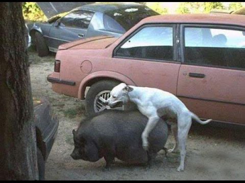 Приколы с животными Приколы с животными