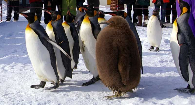 9 пингвинов и киви  выделился, прикол, юмор