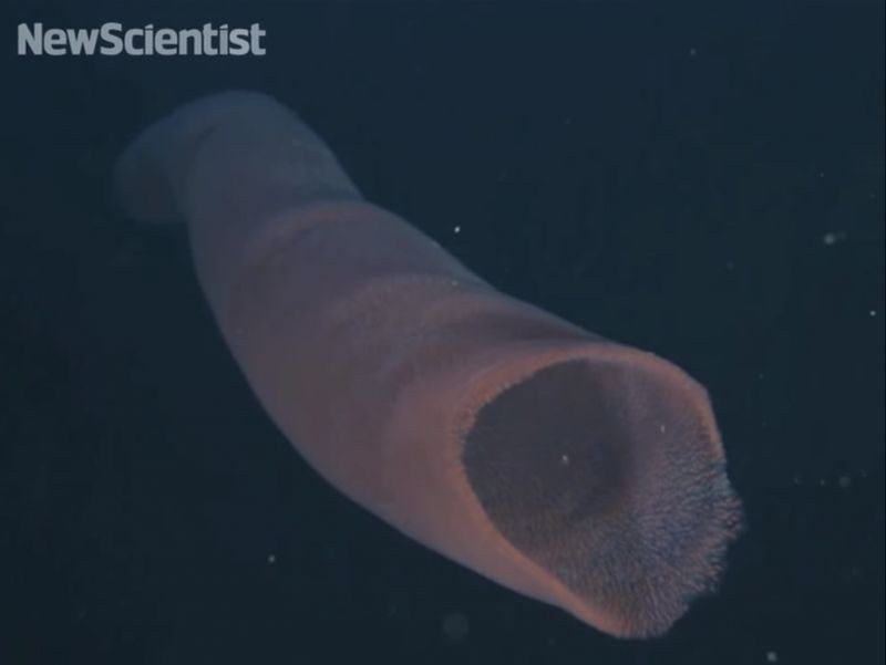 Пиросомы – одни из самых странных обитателей подводного мира 10_2