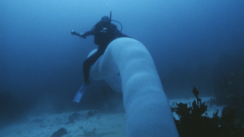 Пиросомы – одни из самых странных обитателей подводного мира 11bc9d4d8a7abd1cbd7b456b561f80c1