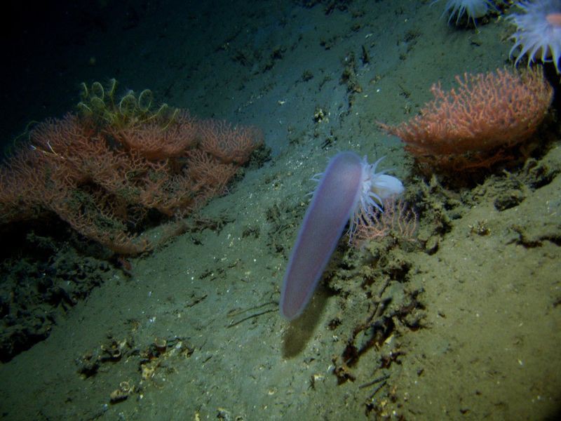 Пиросомы – одни из самых странных обитателей подводного мира 3_13