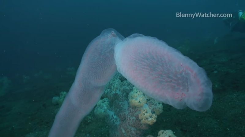 Пиросомы – одни из самых странных обитателей подводного мира 3_15