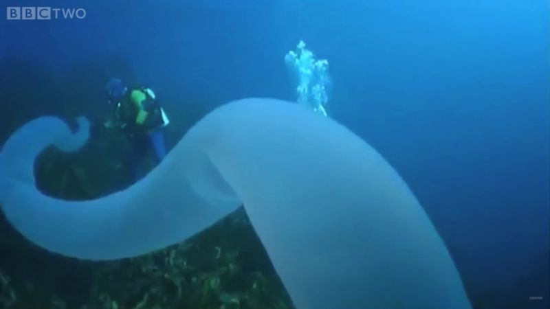 Пиросомы – одни из самых странных обитателей подводного мира 8_4