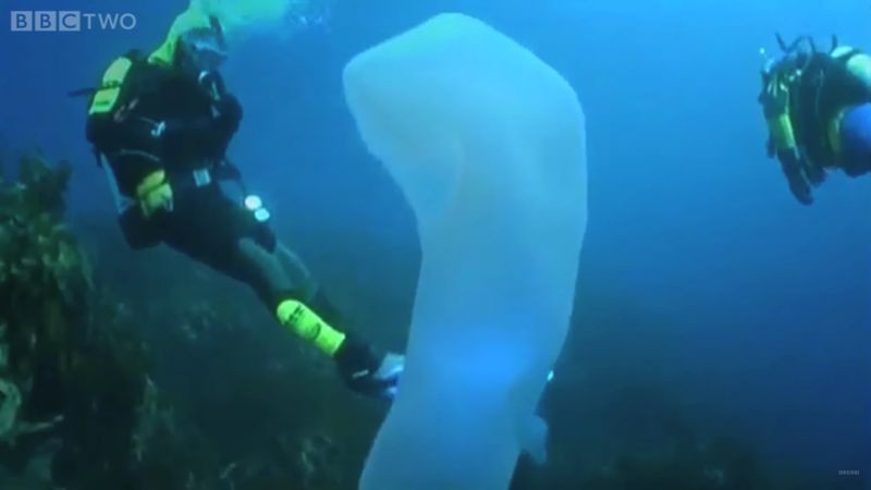Пиросомы – одни из самых странных обитателей подводного мира 8_8