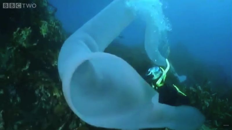 Пиросомы – одни из самых странных обитателей подводного мира 9_3