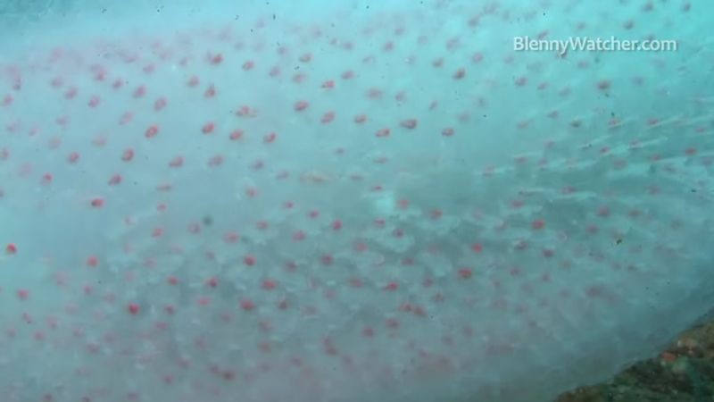 Пиросомы – одни из самых странных обитателей подводного мира 9_9