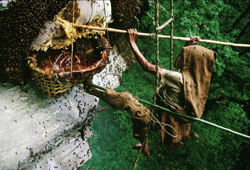 4. Так собирают мёд в Непале. наш мир, удивительные фотографии