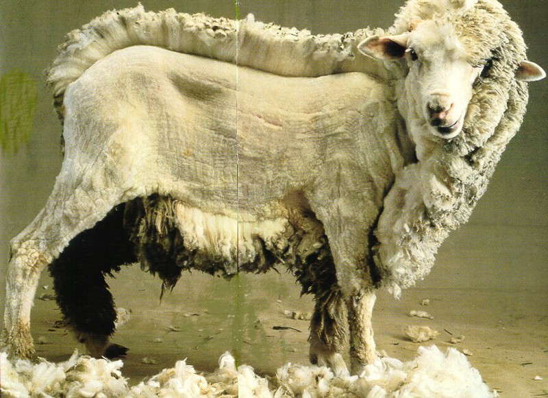 20. Овца в процессе стрижки. наш мир, удивительные фотографии