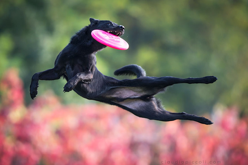  забавная и милая фотосессия от Клаудио Пикколи собаки, фотография, фрисби