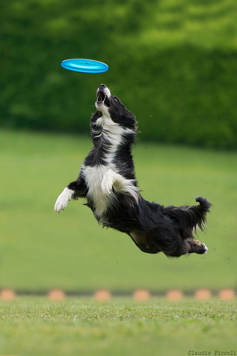  забавная и милая фотосессия от Клаудио Пикколи собаки, фотография, фрисби