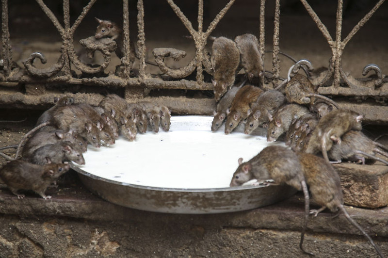 Некоторые паломники даже не боятся пить молоко из их миски  индия, крыса, храм